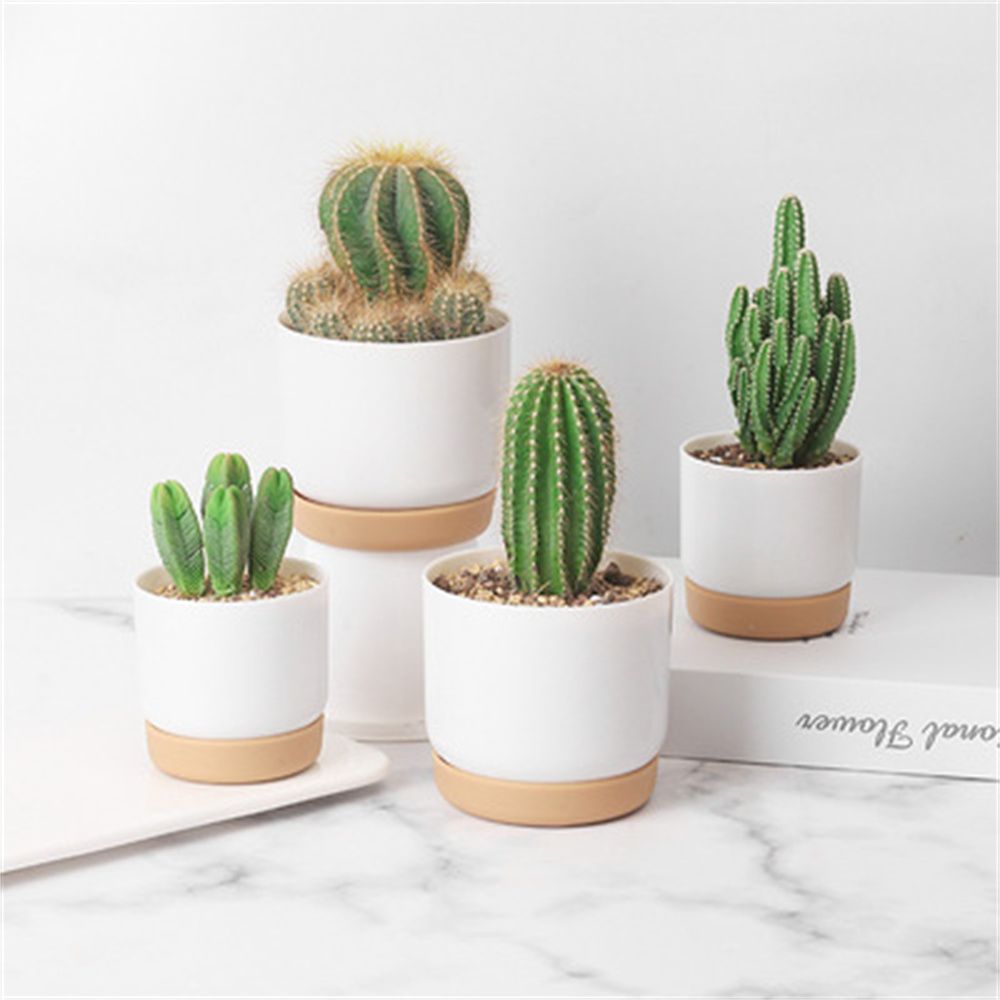 Круглые горшки для суккулентов – обзор и цена Echeveria Succulent