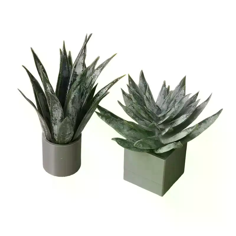 Миниатюрное растение алоэ вера – обзор и цена Aloe Vera Pot