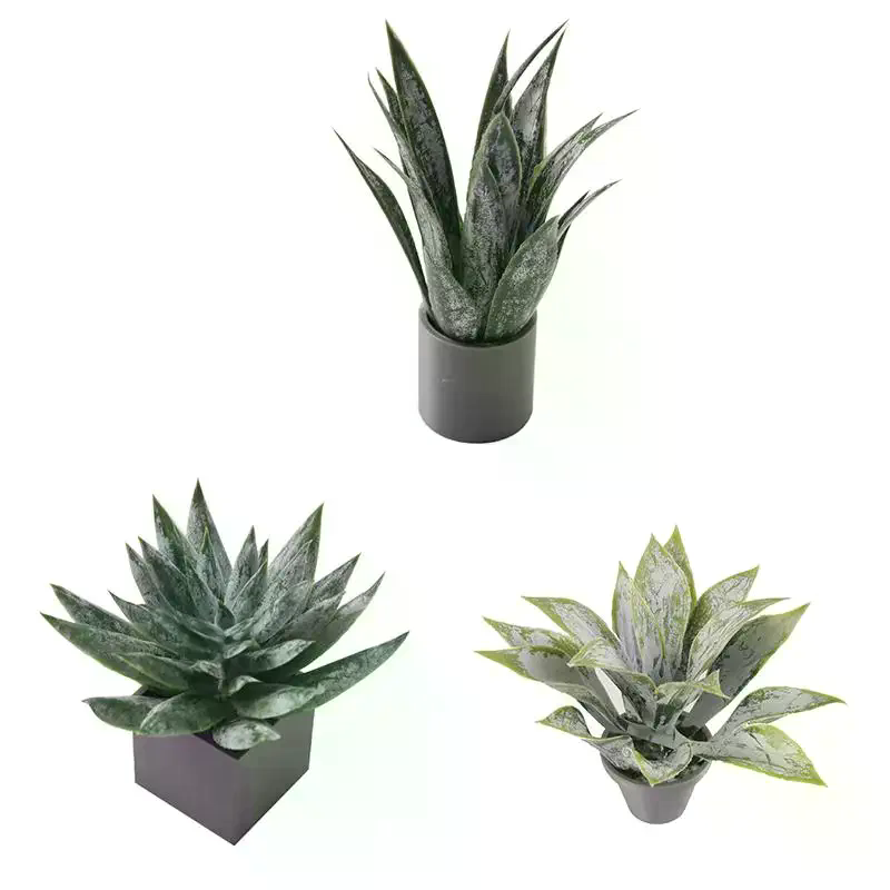 Миниатюрное растение алоэ вера – обзор и цена Aloe Vera Pot