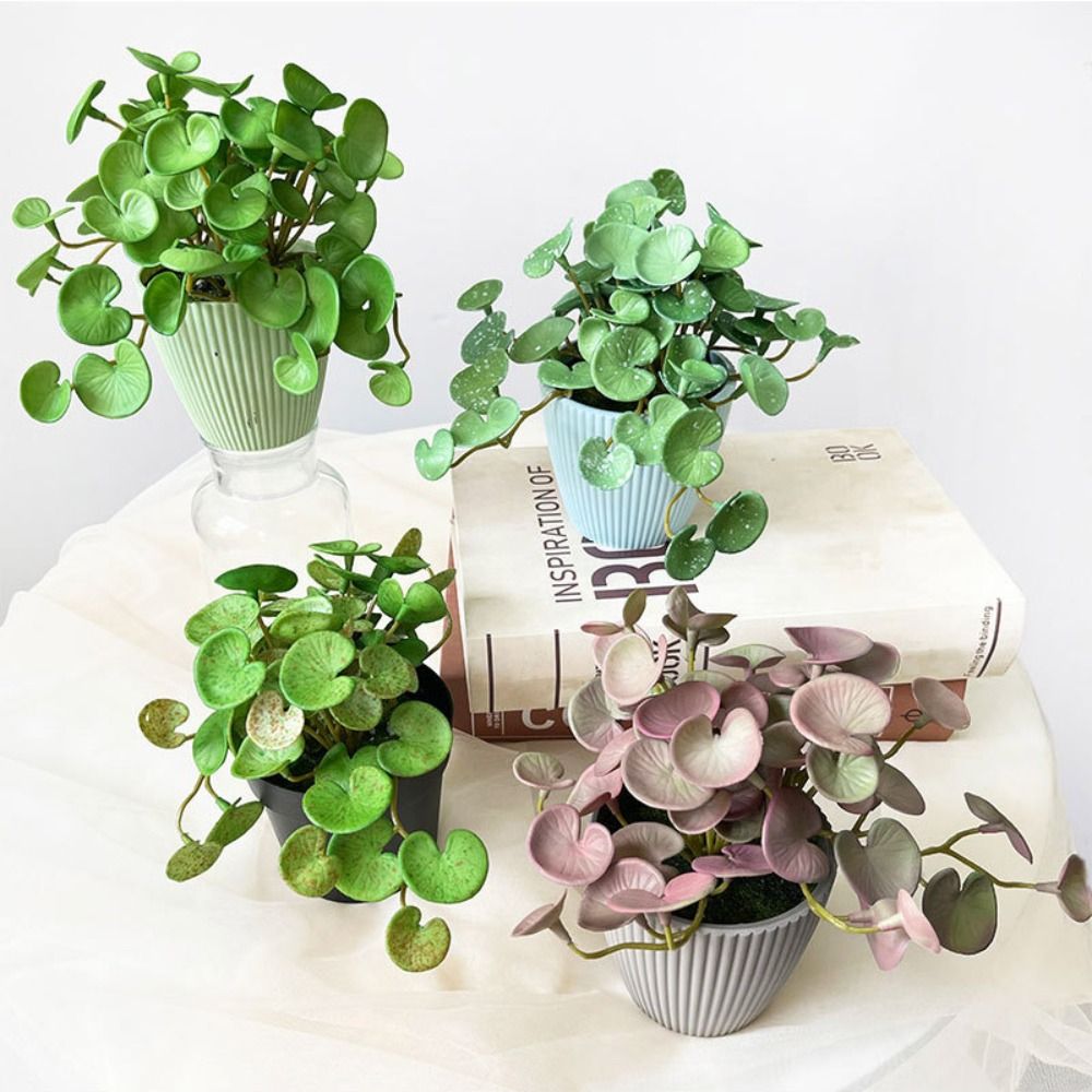Мягкий клей, искусственное рас – обзор и цена Echeveria Succulent