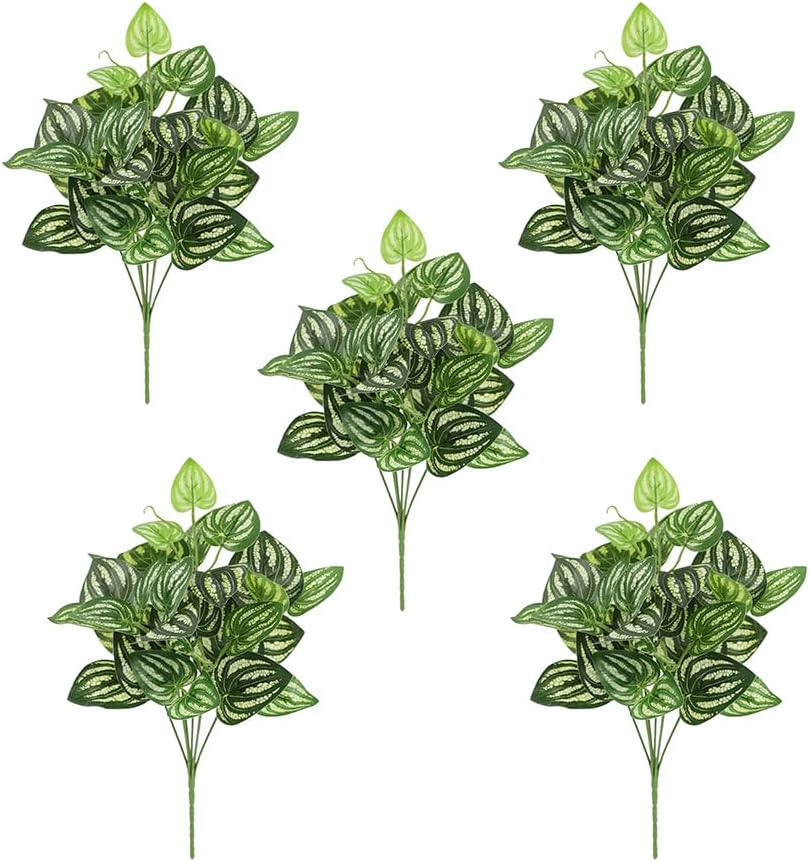 5 шт. арбуз Peperomia искусств – обзор и цена Peperomia Watermelon