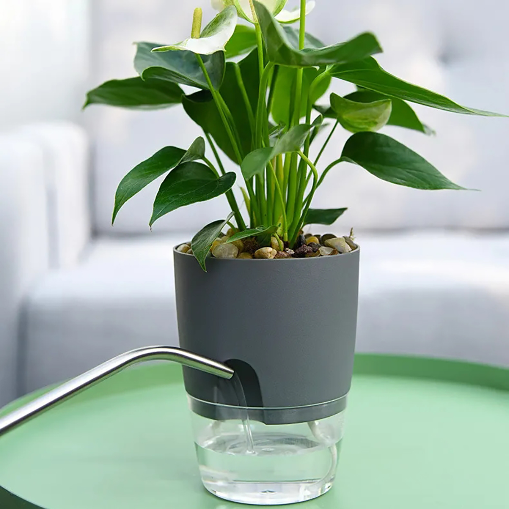 Прозрачный двухслойный пластик – обзор и цена Aloe Vera Pot